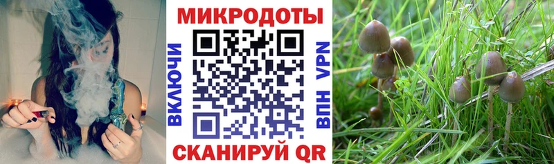 Купить где  Великий Устюг  Галлюциногенные грибы Cubensis 